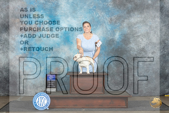 French Bulldog #21 Sun BOWWD Judge Dr Steve Keating__JP_3931_Lubbock_2024_HR3