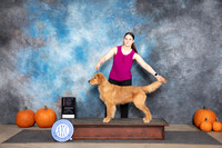 Golden Retriever #7 Sat 4-6G1 Judge Ann Roth
