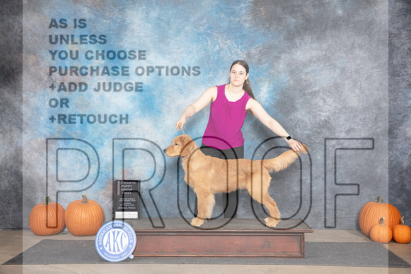 Golden Retriever #7 Sat 4-6G1 Judge Ann Roth__JP_9140_Humble_2024_HR3