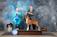 Boxer #11 Sat G1 Judge Sulie Greendale-Paveza