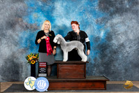 Bedlington Terrier #9 Fri G2 Judge Edy Dykstra-Blum