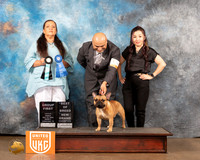 French Bulldog #123 Fri2 BOBG1 Judge Michelle Blackowl