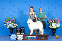 Samoyed #9 FRI WD BOW M Judge Nancy Liebes