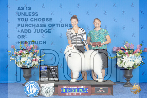 Samoyed #9 FRI WD BOW M Judge Nancy Liebes__JP_9315_Houston_2024_HR3