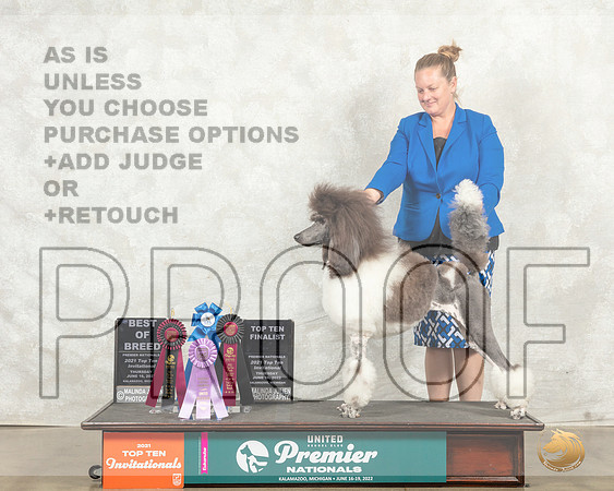 Poodle Std MC #227 Top10BOB__MJ_8453_Premier_2022_HR3