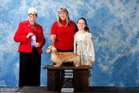 Dachsund Longhaired #R16 Sun WB Hopkins Pamala J Judge Mrs Murrel Purkhiser +A1