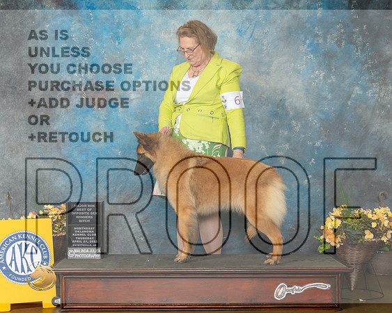 Belgian Tervuren #6 Thur BOSBOWM Judge Betty Pollock-MMJ_8567-NWARK2022-HR3
