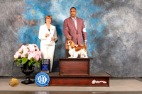 Cavalier King Charles Spaniel #12 Sat SB Judge Linda Hurlebaus