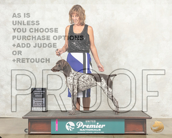 German Shorthaired Pointer #462 BOBNCh Judge Linda Reece__MJ_8363_Premier_2022_HR3