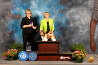 Shih Tzu #7 Sun BOS Judge Cindy Lane