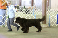 Newfoundland