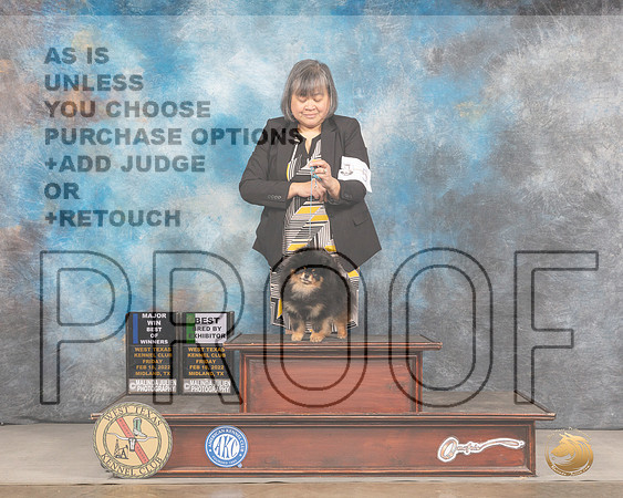 Pomeranian #9 Fri BOWBBE Judge Peggy LloydMMJ_3153_Mdlnd2022_HR3