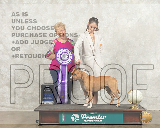 American Pit Bull Terrier #103 Wed BISS Judge Sue Phillips_MMJ_6748_Premier_2022_HR3