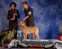 Australian Cattle Dog #34 Sun WB Major Buzzard Jimand Colston and Theresa Couch Judge  L Clark