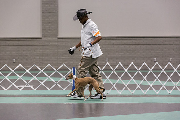 Italian Greyhound Sat Ring_JJL_0778_UKCLNGVIEWOCT2024_2024_HR3