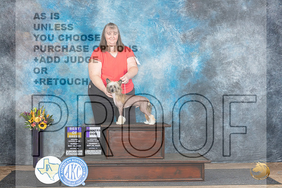 Chinese Crested #5 Sun BOB Judge Sandra Walker__JP_0011_Abilene_2024_HR3