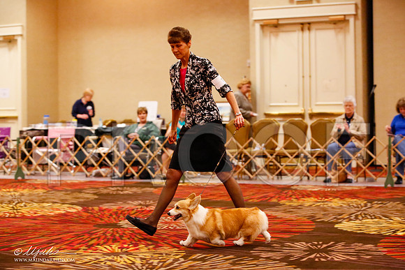 _JJ_9065-HstnCorgiFeb2015-HR3