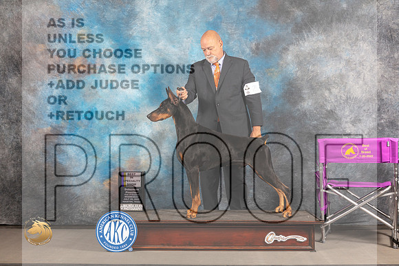 Doberman Pinscher #21 WED BOB Judge Barbara Alderman_MJ_2321_Houston_2022_HR3