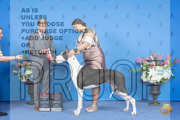 Great Dane #24 FRI BOS BOBOH Judge Douglas Johnson__JP_8977_Houston_2024_HR3