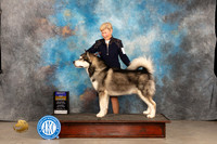 Alaskan Malamute #5 Thur BOB Judge Donnelle Richardson