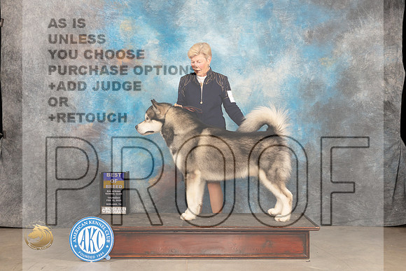 Alaskan Malamute #5 Thur BOB Judge Donnelle Richardson_JP_0064_MIDLAND2024_HR3