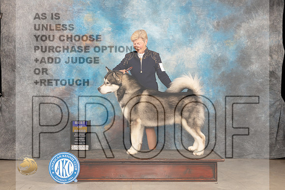Alaskan Malamute #5 Thur BOB Judge Donnelle Richardson_JP_0063_MIDLAND2024_HR3