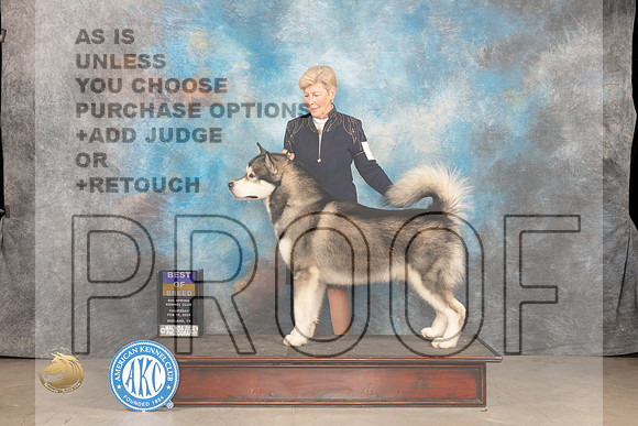 Alaskan Malamute #5 Thur BOB Judge Donnelle Richardson_JP_0067_MIDLAND2024_HR3