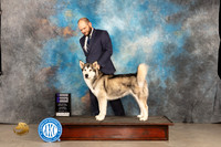 Alaskan Malamute #6 Thur WB Judge Donnelle Richards