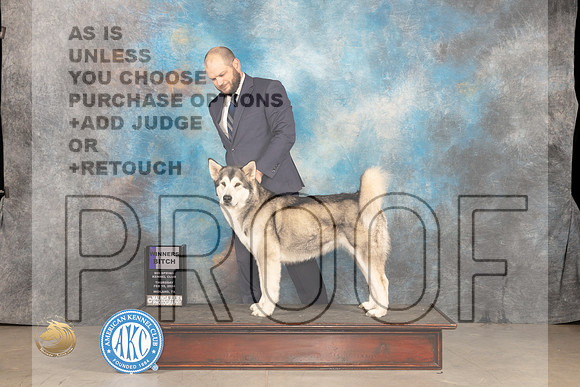 Alaskan Malamute #6 Thur WB Judge Donnelle Richards_JP_0086_MIDLAND2024_HR3