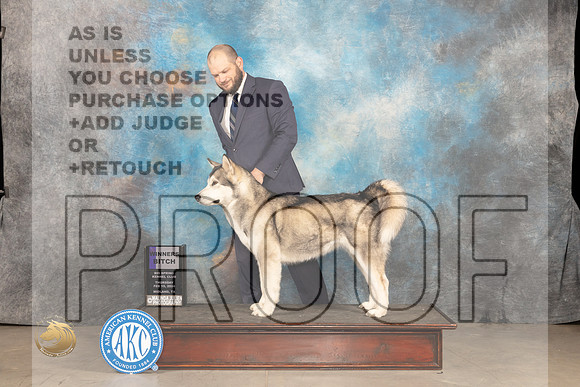 Alaskan Malamute #6 Thur WB Judge Donnelle Richards_JP_0089_MIDLAND2024_HR3