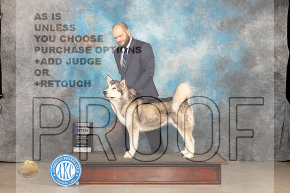 Alaskan Malamute #6 Thur WB Judge Donnelle Richards_JP_0090_MIDLAND2024_HR3