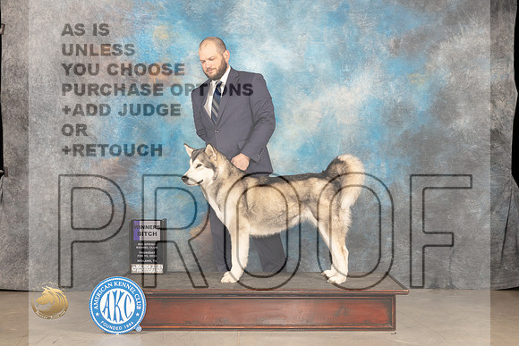 Alaskan Malamute #6 Thur WB Judge Donnelle Richards_JP_0091_MIDLAND2024_HR3