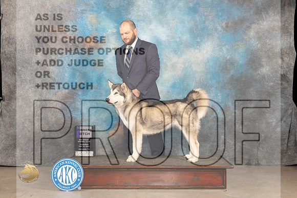 Alaskan Malamute #6 Thur WB Judge Donnelle Richards_JP_0092_MIDLAND2024_HR3