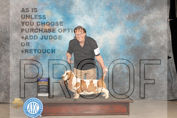 Basset Hound #6 Thur BOB Judge Tim Robbins_JP_0054_MIDLAND2024_HR3