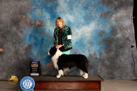 Border Collie #5 Thur BOB Judge Del Richards
