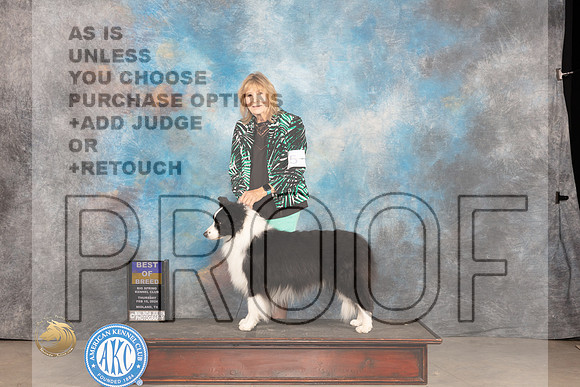 Border Collie #5 Thur BOB Judge Del Richards_JP_0037_MIDLAND2024_HR3