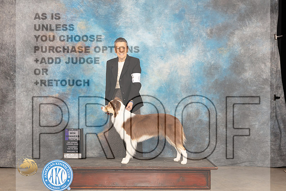 Border Collie #6 Thur WBM Judge Del Richards_JP_0042_MIDLAND2024_HR3
