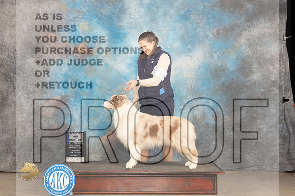 Border Collie @11 Thur WDBOW Judge Del Richards_JP_0023_MIDLAND2024_HR3