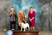 Bulldog #12 Thur BOBOHBOB Judge Sara Black