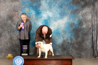 Bulldog #20 Thur WB Judge Sara Black