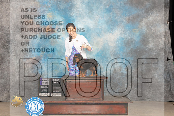 Cavalier King Charles Spaniel #12 Thur WB Judge Gloria Kerr_JP_0028_MIDLAND2024_HR3