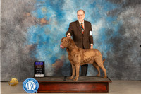 Chesapeak Bay Retreiver #5 Thur BOBOHBOB Judge Gloria Kerr