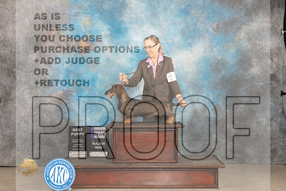 Dachshund Wirehaired #8 Thur BPWB Judge Judith Brown_JP_0007_MIDLAND2024_HR3