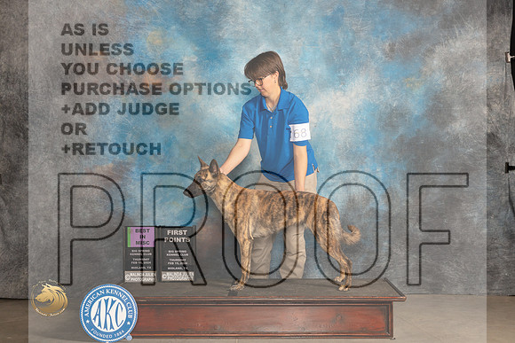 Dutch Shepherd #68 Thur BMISC Judge Judy Brown_JP_0011_MIDLAND2024_HR3