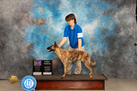 Dutch Shepherd #68 Thur BMISC Judge Judy Brown