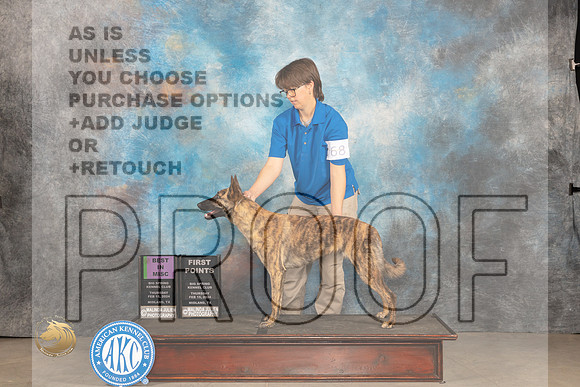 Dutch Shepherd #68 Thur BMISC Judge Judy Brown_JP_0010_MIDLAND2024_HR3