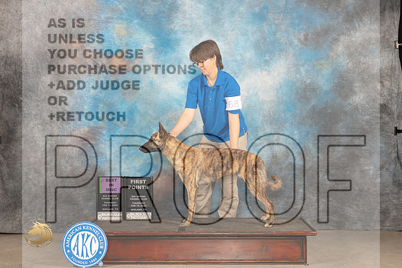 Dutch Shepherd #68 Thur BMISC Judge Judy Brown_JP_0012_MIDLAND2024_HR3
