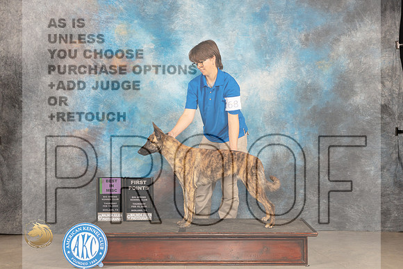 Dutch Shepherd #68 Thur BMISC Judge Judy Brown_JP_0015_MIDLAND2024_HR3