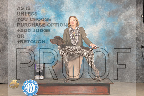 German Shorthaired POinter #9 Thur RWD Judge Gloria Kerr_JP_0023_MIDLAND2024_HR3