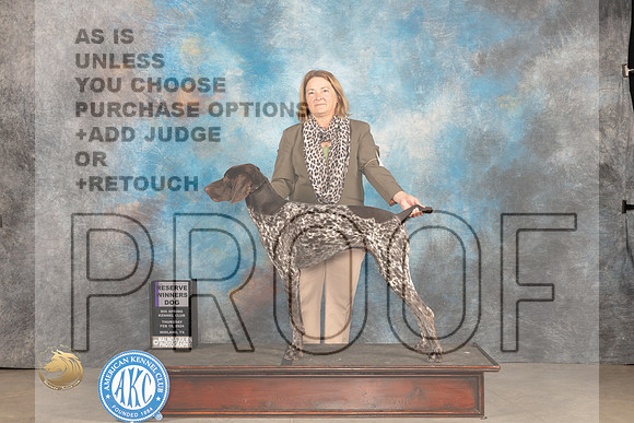 German Shorthaired POinter #9 Thur RWD Judge Gloria Kerr_JP_0024_MIDLAND2024_HR3